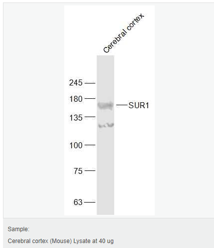 605c2e2084431.png image.png